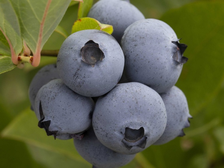 Jagody bardziej innowacyjne. Berry Fest buduje łańcuch wartości